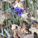 Pulmonaria longifolia Vekstform