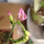 Drosera capensis Blomst