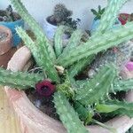 Huernia schneideriana Hostoa