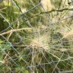 Taeniatherum caput-medusae Fula