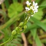 Calepina irregularis Fruit