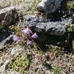 Soldanella alpina Flower