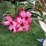 Adenium obesumŽiedas