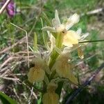 Dactylorhiza sambucinaFlor