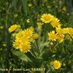 Tephroseris palustris Flower