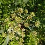 Angelica atropurpurea Цвят