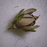 Linaria simplex Fruit