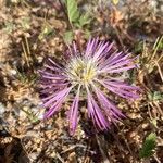 Volutaria muricata Flor