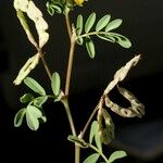 Hippocrepis multisiliquosa その他の提案