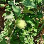 Datura innoxia Frukt