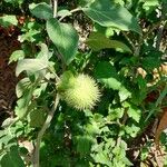 Datura innoxia Φρούτο