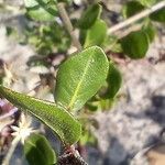 Monardella purpurea Leaf