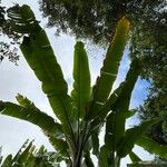 Musa acuminata 葉