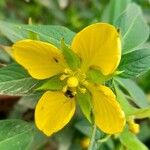 Ludwigia peruviana Flower