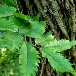 Hemiptelea davidii Blatt