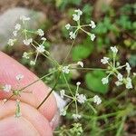 Ptychotis saxifraga Fula