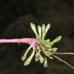 Werneria pectinata Other