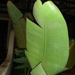 Calathea lutea Folio