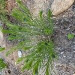 Amsonia ciliata Lapas