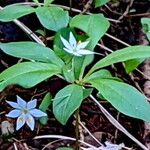 Lysimachia europaea Кветка