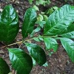 Coffea fotsoana Blatt