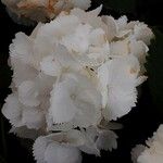 Hydrangea spp. Cvet
