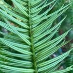 Cunninghamia lanceolata Лист