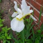 Iris orientalis Blüte