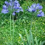 Agapanthus africanus Flower