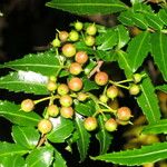 Azara lanceolata फल