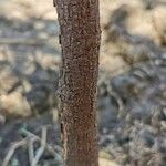 Brachychiton discolor Corteza