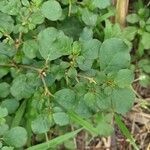 Trianthema portulacastrum Leaf