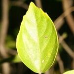 Hibiscus boryanus Blad