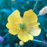Ranunculus acris Çiçek