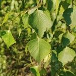 Betula pubescensList