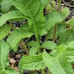 Cephalaria gigantea Leaf