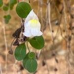 Antirrhinum molle Flor