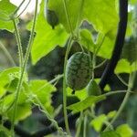 Melothria scabra Fruit