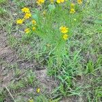 Helenium amarum Habitus