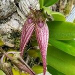 Bulbophyllum rothschildianum