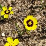 Tuberaria guttataFlower