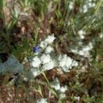 Bombycilaena discolor Flower