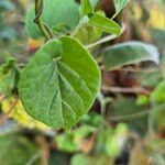 Cynanchum insipidum Blatt