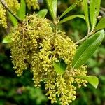 Quercus phillyreoides Çiçek