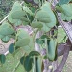 Bauhinia rufescens पत्ता