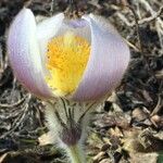 Anemone vernalis Квітка