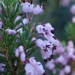 Erica multiflora Fleur