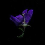 Campanula pallida Цветок