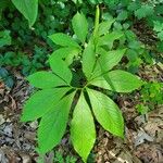 Arisaema dracontium পাতা