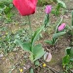 Tulipa agenensisFiore